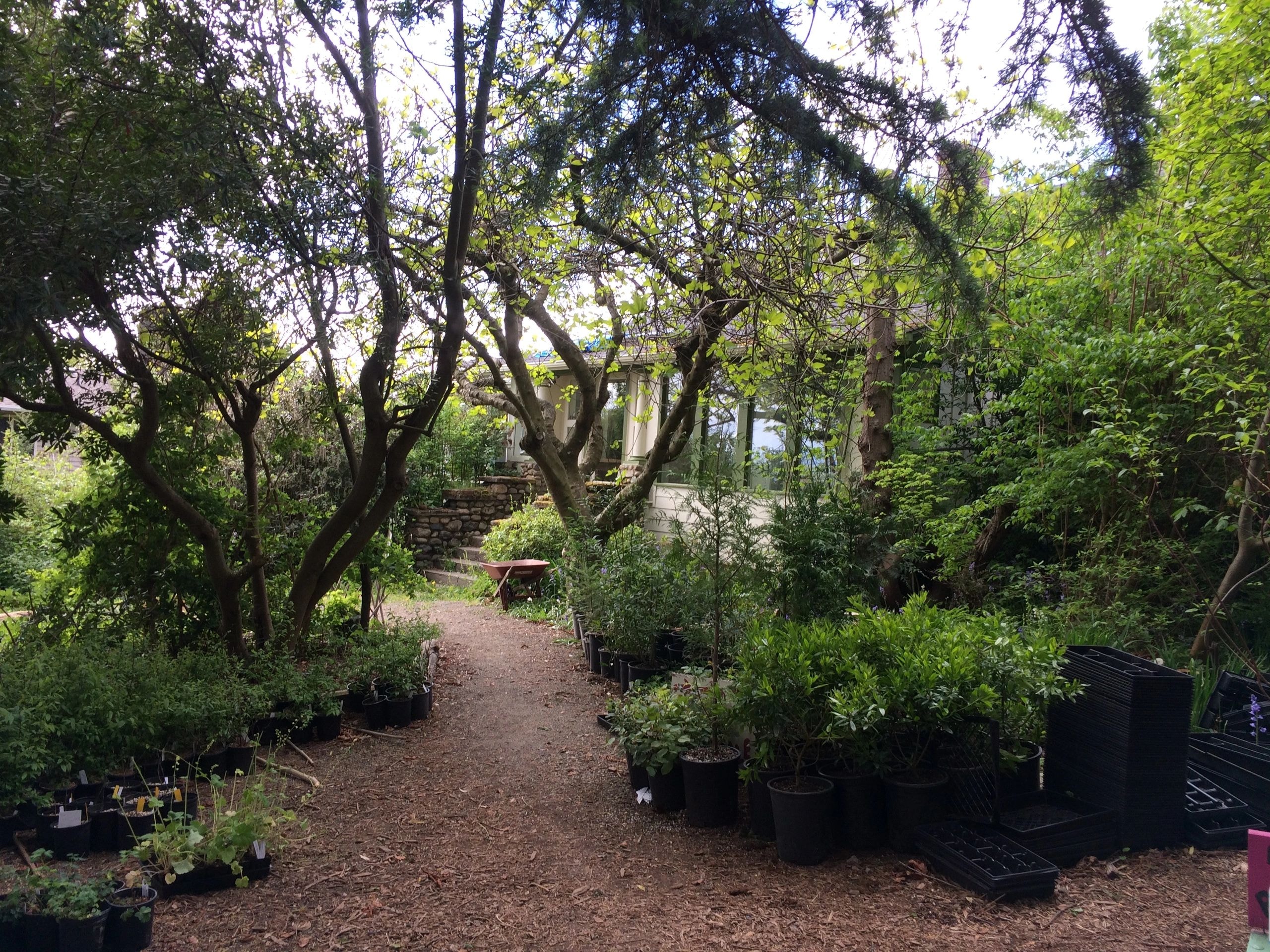 Go Natives Nursery garden path with potted plants