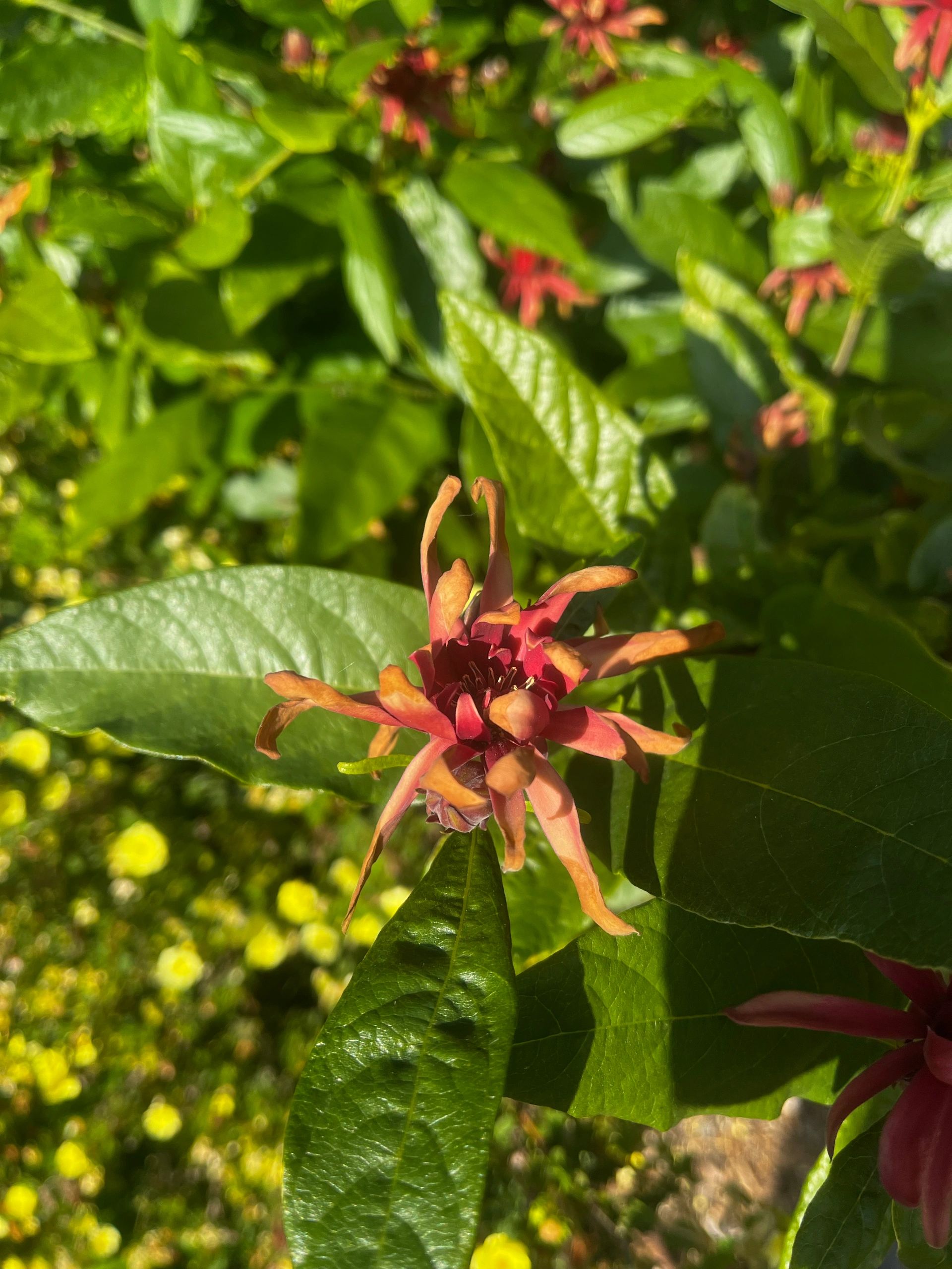 Red and orange exotic flower in garden